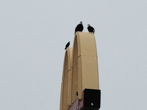 Urban wildlife viewing